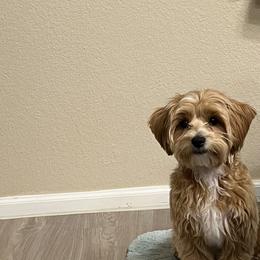 Maltipoo All Grown Up from Tiffany Akins