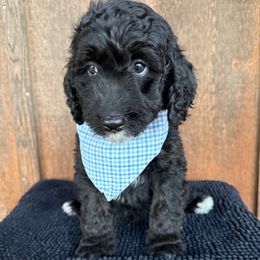 Astro - Black phantom male Aussiedoodle puppy in Eastland, Texas from H5 Mini Doodles