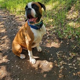 Boxer Puppies from Von Royal Dell'Infinito Deutscher