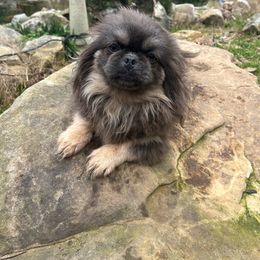 AKC Indy - Gray Pekingese puppy in Cumming, Georgia from Imperial Pekingese