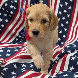 Star - Apricot female Goldendoodle puppy in Summerfield, North Carolina from Lila's Teddybear Goldendoodles