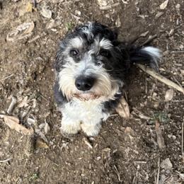 Lilly - Aussiedoodle