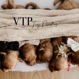 Poodles from Vegas Toy Poodles