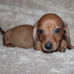 Dachshund puppies from JB Dachshunds