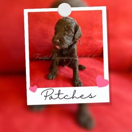 Australian Labradoodle Puppies from Fruitful Beginnings,LLC
