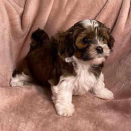Havanese Puppies from Dreamworks Havanese