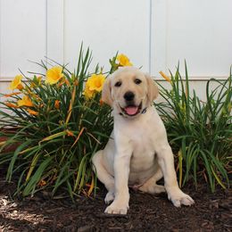 Labrador Retriever Puppies from Lacey Adkins