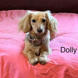 Dolly - Dachshund