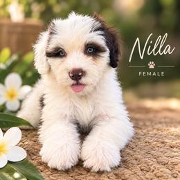 Girl 1 - Red & white female Toy Australian Shepherd puppy in Honolulu, Hawaii from Liana’s Toy Aussies