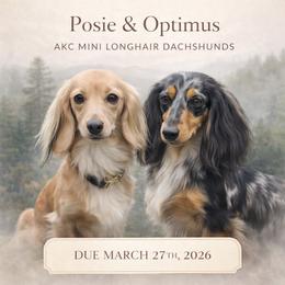 Dachshund puppies from Kim's Cove Dog Co.