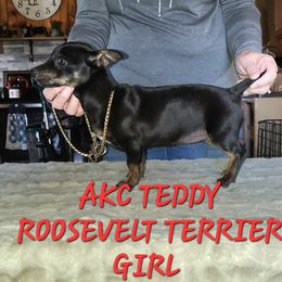 Teddy Roosevelt Terrier puppies from Valley of the Blue Dogs