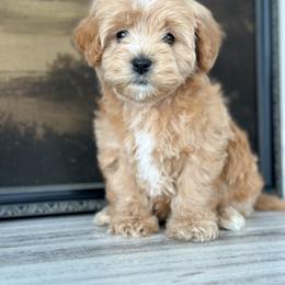 Bernedoodle and Cavapoochon Puppies from This is Doodles