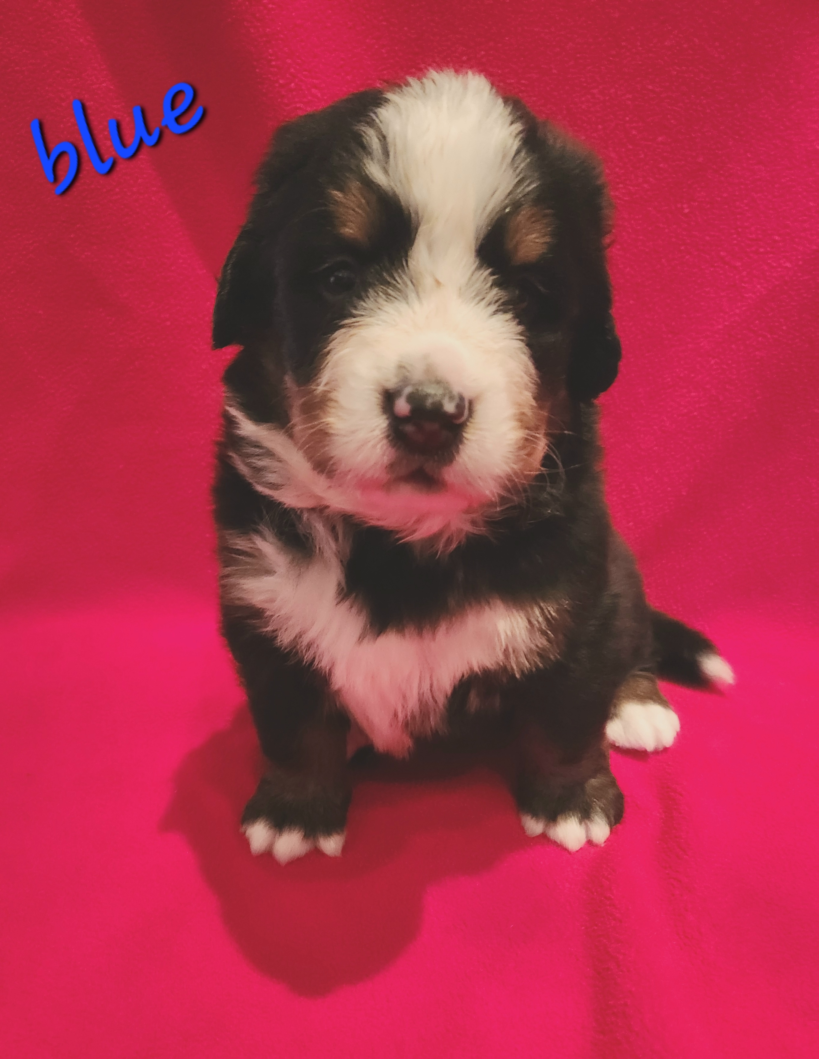 Boy 1 - Bernese Mountain Dog puppy in New Jersey from MadKnight Farms Bernese
