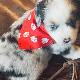 Dollie - Blue merle male Miniature Australian Shepherd puppy in Madisonville, Texas from Diamond R Aussies