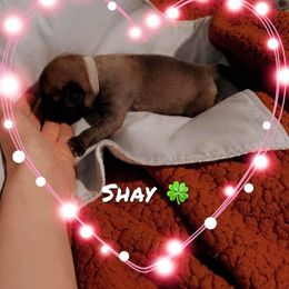 Girl 3 - Mastiff puppy in Walton, Nebraska from J & J Legacy Mastiffs