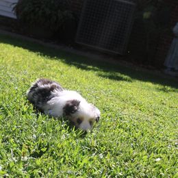 BMF - Blue merle female Miniature American Shepherd puppy in Philpot, Kentucky from MarLoWin Aussies
