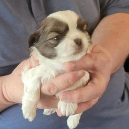 Kayden - Liver and white male Shih Tzu puppy in Parma, Ohio from D's DeVine Shih-Tzu