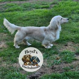 Nova - Cream female Dachshund puppy in Hoquiam, Washington from Heyd's Mini Dachshunds