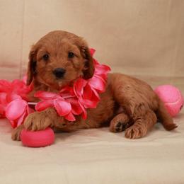 Purple Girl Cavadoodle - Red female Assorted Doodle Crosses puppy in Colonial Beach, Virginia from Bristol Mine Kennels