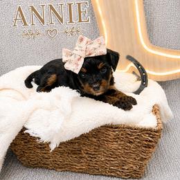 Annie - Tri-color female Bernedoodle puppy in Flagstaff, Texas from Gunstock Doodles