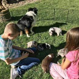Miniature Australian Shepherds from WT Mini Aussies