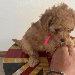 Poodle Puppies from ItalianToyPoodles