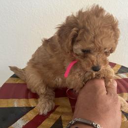 Poodle Puppies from ItalianToyPoodles