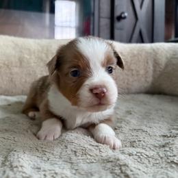 Griselda - Red merle female Miniature American Shepherd puppy in Terryville, Connecticut from Spirited Aussies