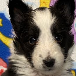 Shetland Sheepdogs and Toy Shetland Sheepdogs from Empire Shelties Ohio