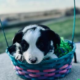 Navy - Black and white male Border Collie puppy in Minden, Iowa from Rocking N Registered Border Collies & Labradors