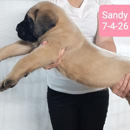 Sandy - Fawn female Mastiff puppy in Ava, Missouri from Ozark Mountain Mastiffs