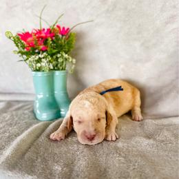 Tiger Lily (Tiger) - Cream male Labradoodle puppy in Elizabeth City, North Carolina from Howdy Doodles