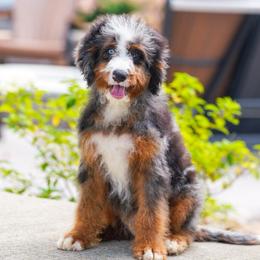 Jonas (level 2 socialization program grad) - Blue merle male Bernedoodle puppy in Dundee, Ohio from Down Home Doodle