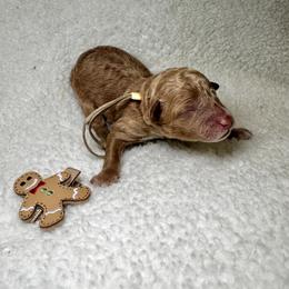 Frieda - Red  female Goldendoodle puppy in Camden, North Carolina from Oopsie Doodles of NC