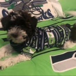 Morkie, Yorkipoo, and Yorkshire Terrier All Grown Up from Linda Sherman