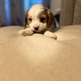 Cavalier King Charles Spaniel, Cavapoo, Maltipoo, and Poodle Puppies from Lainy's Puppies