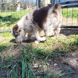 Maple - Red merle female Miniature Australian Shepherd puppy in Willard, Missouri from Stoney Brook Aussies