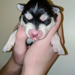 Pomsky Puppies from KP Pomskies LLC