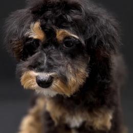 Lyssa - Black and tan female Cockapoo puppy in Lebanon, Kentucky from Mosaic Merle Doodles