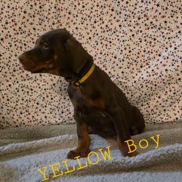 Yellow - Red and rust male Doberman Pinscher puppy in Knox, Indiana from Double River Dobermans