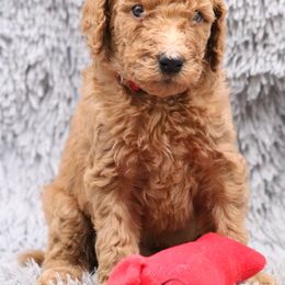 Poodle Puppies from Absolutely Pampered Poodles