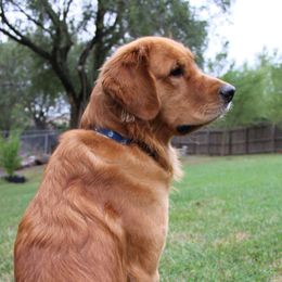 Judd - Golden Retriever