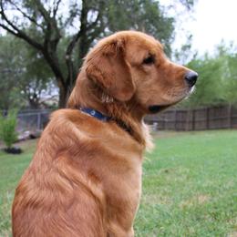 Judd - Golden Retriever