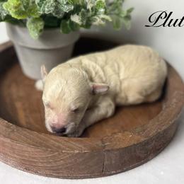 Poodle puppies from Little Legacy Puppies