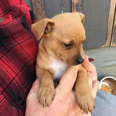 Treeing Feist Puppies from Tark Hill Feists