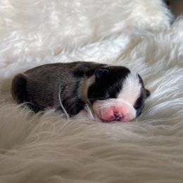 Ivy - Seal and white female Boston Terrier puppy in Purdy, Missouri from Luxe Dynasty