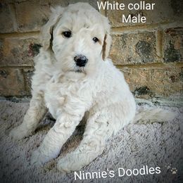 Goldendoodle Puppies from Ninnie's Doodles