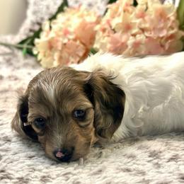 Bambi - Cream female Dachshund puppy in Hensley, Arkansas from The Dachshund Barn