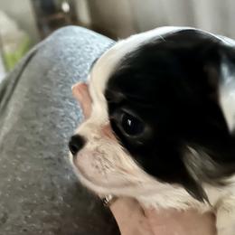 Pennymoney - Black and white female Chihuahua puppy in Windsor, South Carolina from Gemstone Chihuahuas