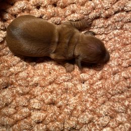 Dachshund Puppies from Miniature Alphas Dachshunds